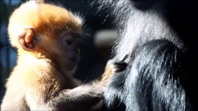 #1 フランソワルトンの赤ちゃん・ズーラシアBabyMonkey Francois Langur смотреть онлайн