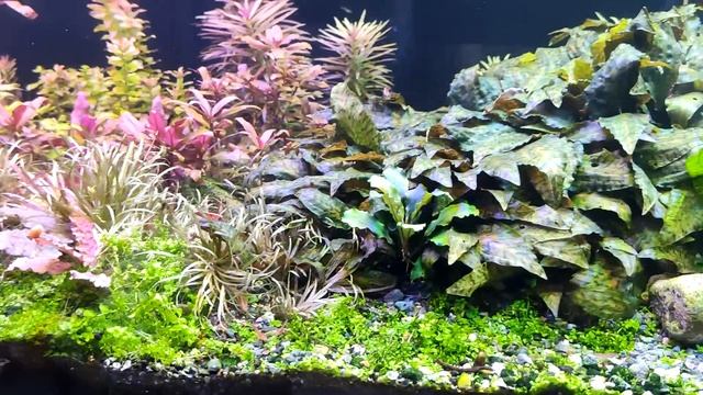 аквариумы с растениями начнем с 600л, изменения, перестановка смотреть онлайн