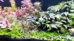 аквариумы с растениями начнем с 600л, изменения, перестановка