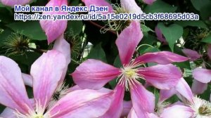 25 07 23г  Моя коллекция  Клематис сорта «НАДЕЖДА»