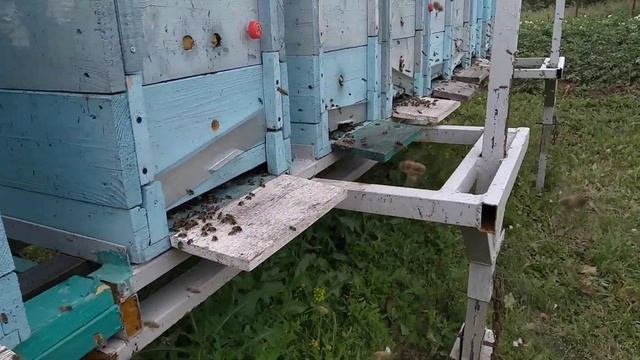 Пчеломодуль .Главный взяток. смотреть онлайн