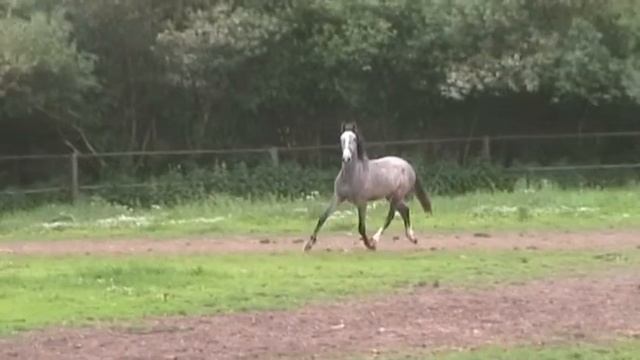 Плетка от Кроншнепа смотреть онлайн