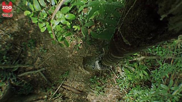 Wild Animals: Jaguar Struggles to Climb Tree смотреть онлайн