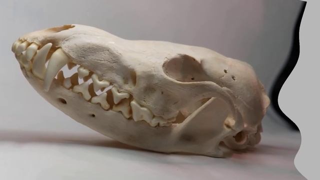 Helicon Focus 3D Model смотреть онлайн