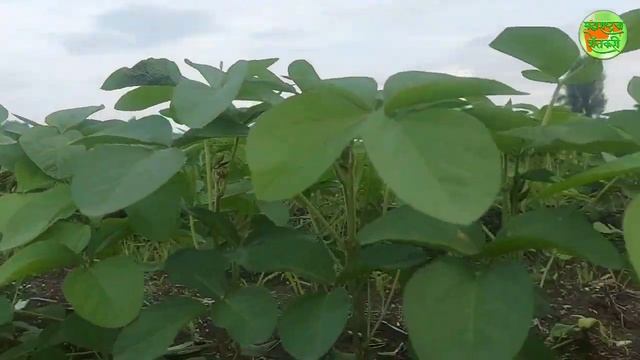 सोयाबीन फुटवा वाढीसाठी कमी खर्चातला उपाय...सोयाबीन पातळ झाली आसेल तर नक्की पहा..सोयाबीन टोकन पद्धत смотреть онлайн