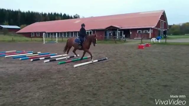 Ellen o Bravo träning 2015-10-10 смотреть онлайн