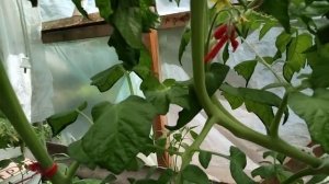 Максимальный рост томата на гидропонике в трубах, использование пасынков 2020г