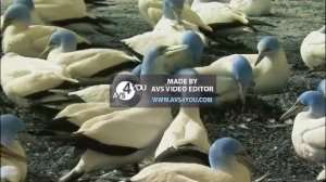 Wildlife Windows 7 Sample Video Invert Color