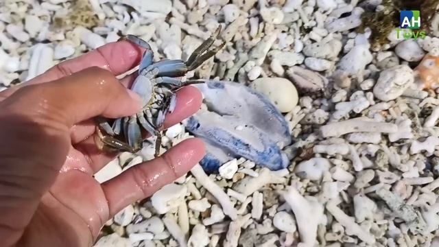 Tangkap Ikan Pari Dan Kelomang, Siput, Keong, Belut, Ikan Laut, Starfish, Ikan Nemo, Gurita