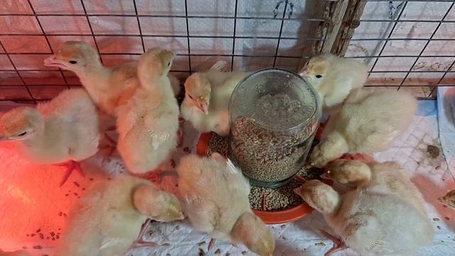 Индюшата тяжёлого кросса, выращивание индюшат. Температура для индюшат, первое пропаивание.