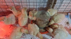 Индюшата тяжёлого кросса, выращивание индюшат. Температура для индюшат, первое пропаивание.