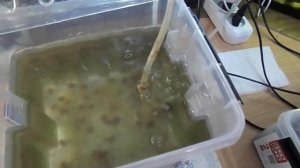 134 Выращивание аулофоруса в воде (не на губке)