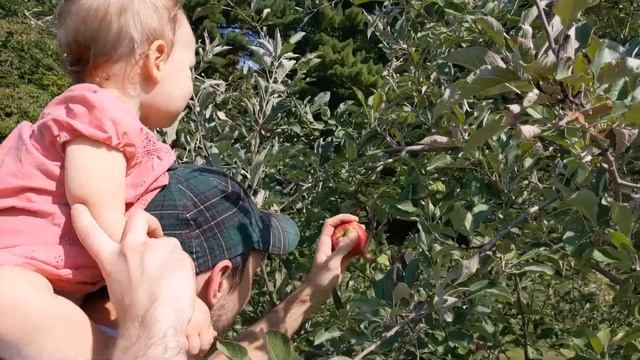 Apple picking in Chesterland, Ohio смотреть онлайн