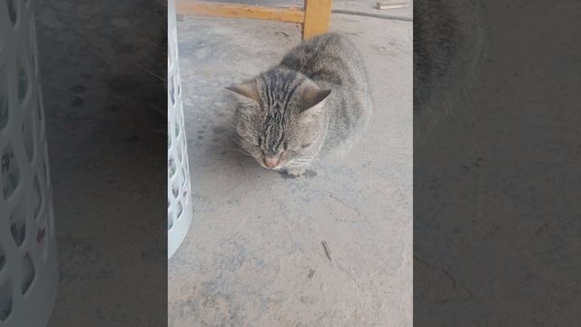 Баст милая кошка🐱 смотреть онлайн