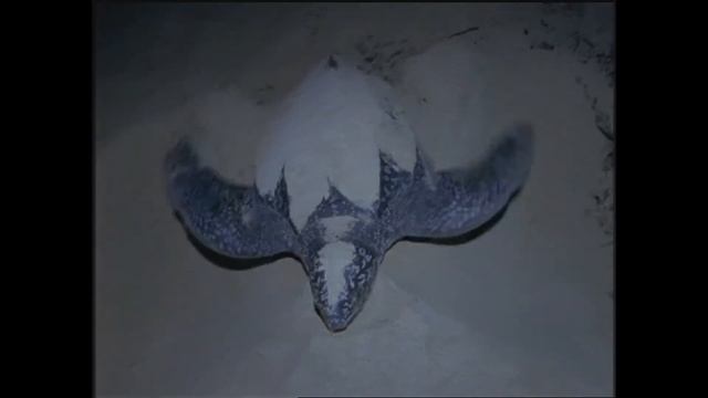 Edge of Extinction: Saving the Leatherback Sea Turtle | Full Movie | Barry Cohen | Kate Trotter смотреть онлайн