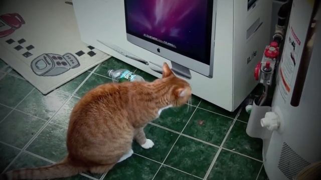 Kitty wants iMac смотреть онлайн