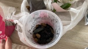 ВЛОГ Лёша купил вкусную ПИЦЦУ !Пересаживаю ОРХИДЕИ в новые горшки ! Наша кошка очень крепко спит !