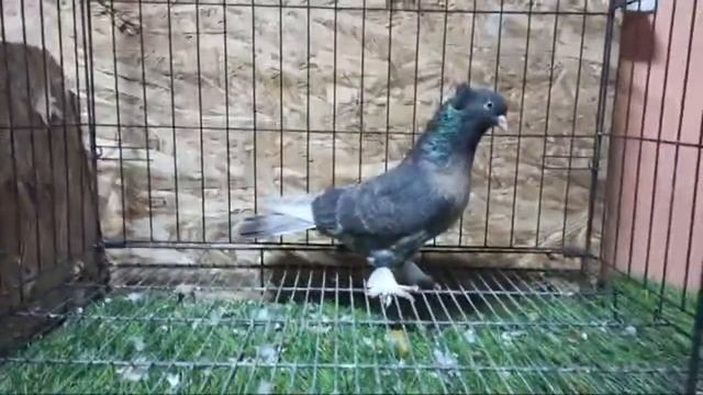 Samsun Merkez Canlı Yayın Güvercin Oyun Kuşu Mezatı Bomba Mezat смотреть онлайн