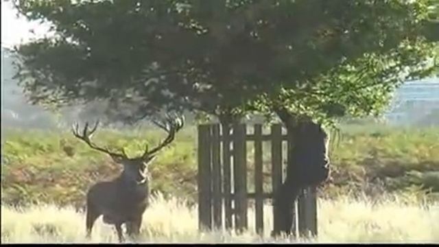 Злой олень смотреть онлайн