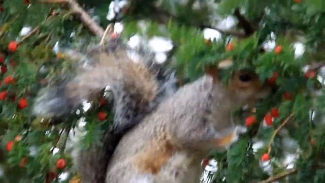 Squirrel having feast in front of my windows. Canon 500D Sigma 18-250 HSM OS смотреть онлайн