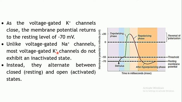 THE NERVOUS SYSTEM: Action potential смотреть онлайн