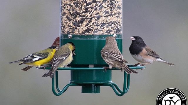 TOP 5 BEST BIRD FEEDERS - Best Bird Feeder Review (2023) смотреть онлайн