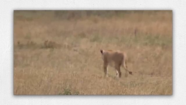 10 ATAQUES BRUTAIS DE LEOPARDOS E CACHORROS FLAGRADOS POR CÂMERAS смотреть онлайн