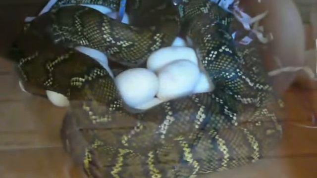 Morelia Spilota - Port Mac Carpet Python Shivering Thermogenesis смотреть онлайн