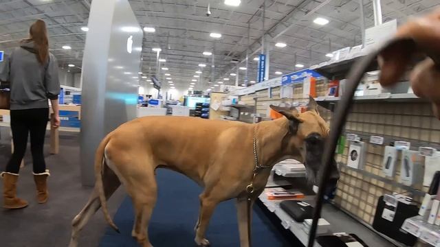 Cash 2.0 Great Dane in Best Buy on Black Friday смотреть онлайн