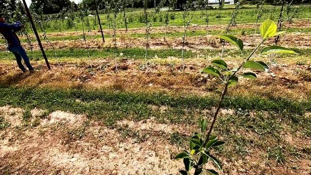 SUMMER PRUNNING APPLES смотреть онлайн