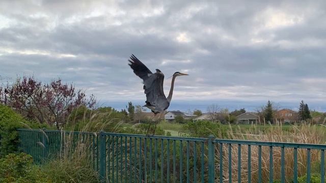 Your Capricious Soul Michael Stipe смотреть онлайн