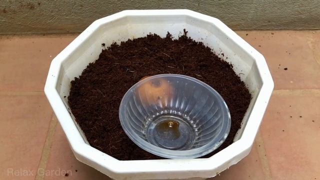 Few people know that tomatoes can be propagated this way | Relax Garden смотреть онлайн