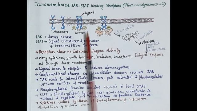 Transmembrane JAK-STAT binding Receptors (Pharmacodynamics Part 12) | Dr. Shikha Parmar смотреть онлайн