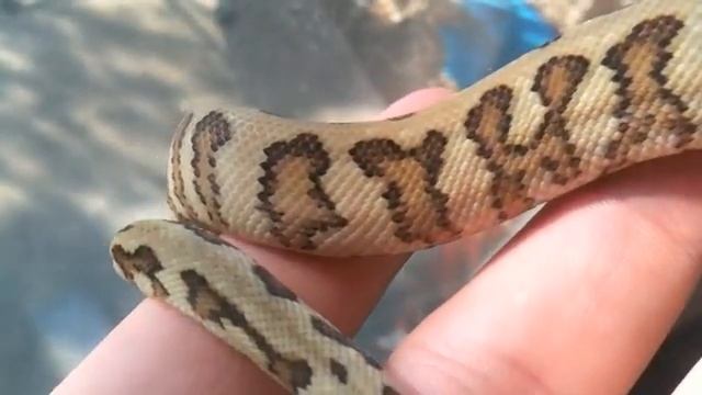 75% Irian Jaya Jaguar Carpet Python смотреть онлайн