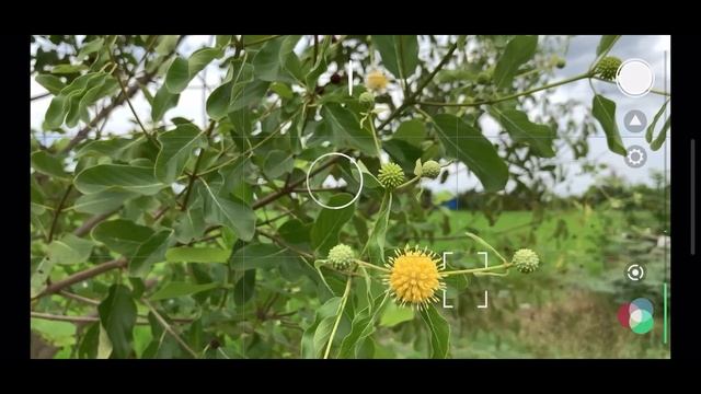 Hướng dẫn quay phim điện thoại bằng app xịn nhất Filmic Pro смотреть онлайн