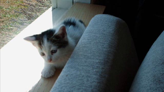 Kitty Cot Cat Bed Window Perch and the First Cats to use It смотреть онлайн