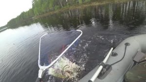 На избу на рыбалку / щуки на кружки