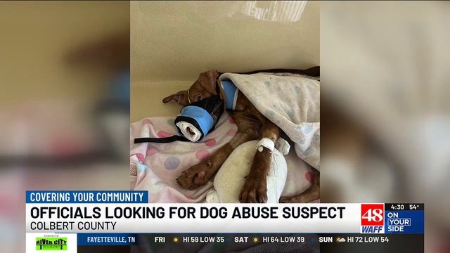 Dog allegedly thrown out of car window in Colbert County смотреть онлайн