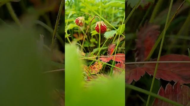 Ягоды #cooking #рекомендации #готовка #природа #ягодка #ягоды #ютуб