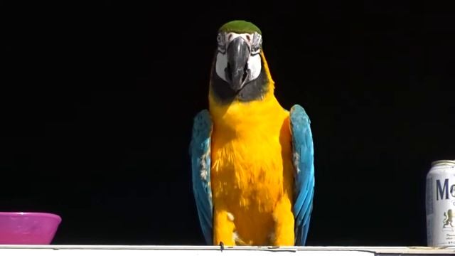 Macaw parrot singing in a window at Wynwood Art District in Miami смотреть онлайн