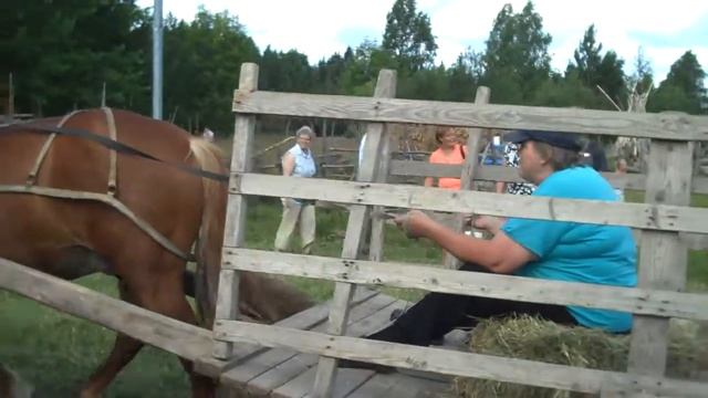 APPLE IPHONE,IPAD,IWATCH,ANDROID PHONE&TABLET&WATCH,WINDOWS PHONE BABY HORSE LEARNS WAGON PULLING смотреть онлайн