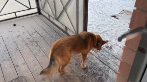 ВЛОГ Леша предлагает ОТДЫХ в выходные !!! НАШЕ УТРО ! Гуляем с собакой Лисой ! @MiliVanilly