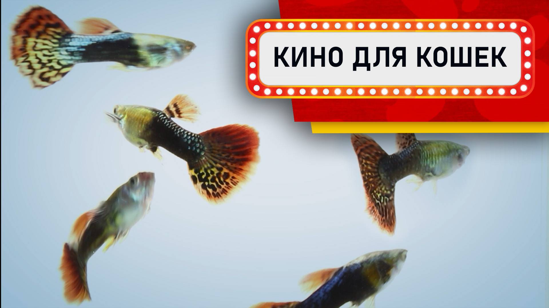 Видео для кошек - Рыбки Гуппи (Развлеки кота) смотреть онлайн