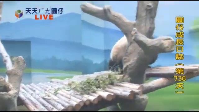 每天一圓仔：圓仔悶悶的--蘋果日報 20150713 смотреть онлайн