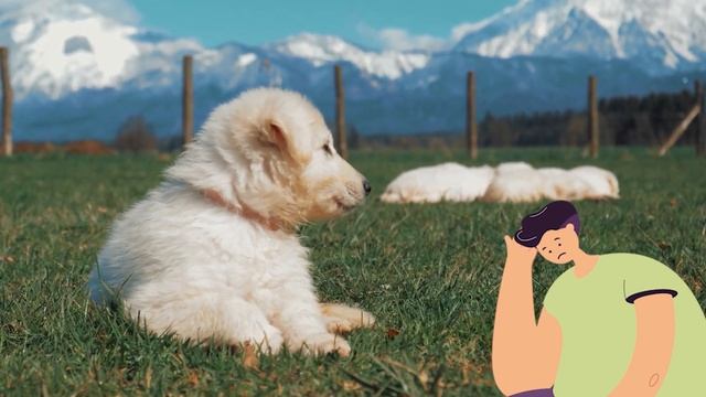 1 Dog Year Is NOT 7 Human Years. And 14 More Truths Over Myths смотреть онлайн