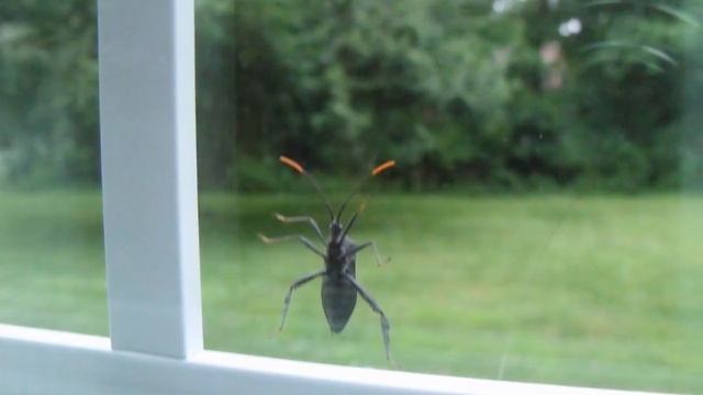 Tiny Black Bugs In House Near Window (How To Get Rid Of Them) - Top Repellents смотреть онлайн
