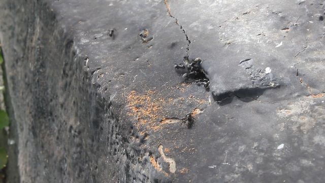 Муравьи дружно разбирают деревянный дом смотреть онлайн