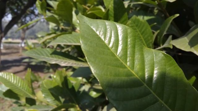 Lenovo K4 Note (Vibe) Camera Review. More Than An Average Performer.. смотреть онлайн
