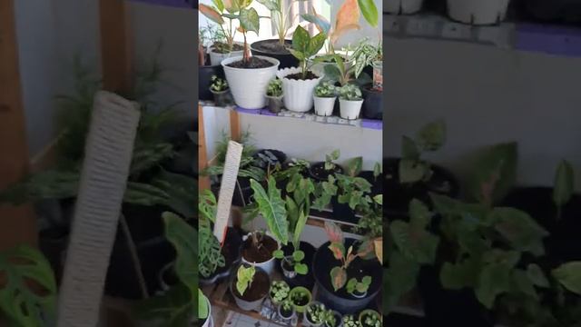 Macam macam koleksi bunga смотреть онлайн