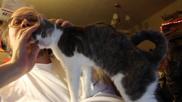 Old blind and deaf cat enjoys attention смотреть онлайн